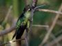 CostaRica06 - 200 * Female Magnificant Humingbird